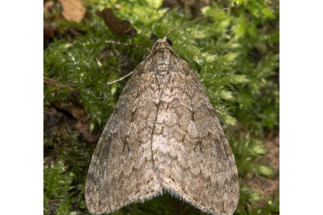 No prizes for guessing where the November Moth got its name from. It's one of the latest flying moths of the year and is widespread across Scotland, commonly attracted to light.