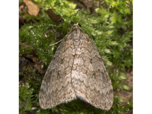 No prizes for guessing where the November Moth got its name from. It's one of the latest flying moths of the year and is widespread across Scotland, commonly attracted to light.
