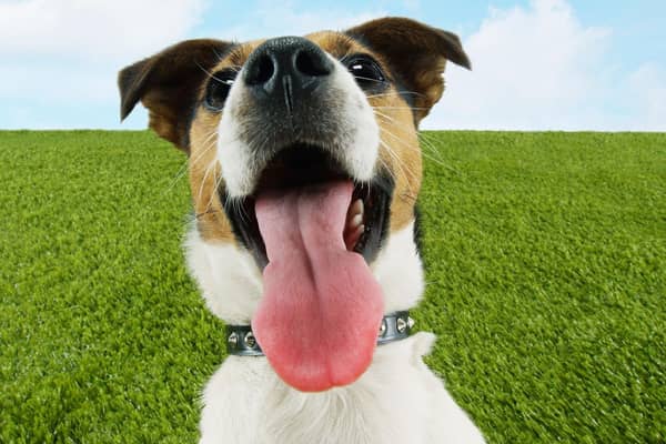 A few simple tips can help your dog stay cool and safe over summer.