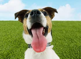 A few simple tips can help your dog stay cool and safe over summer.