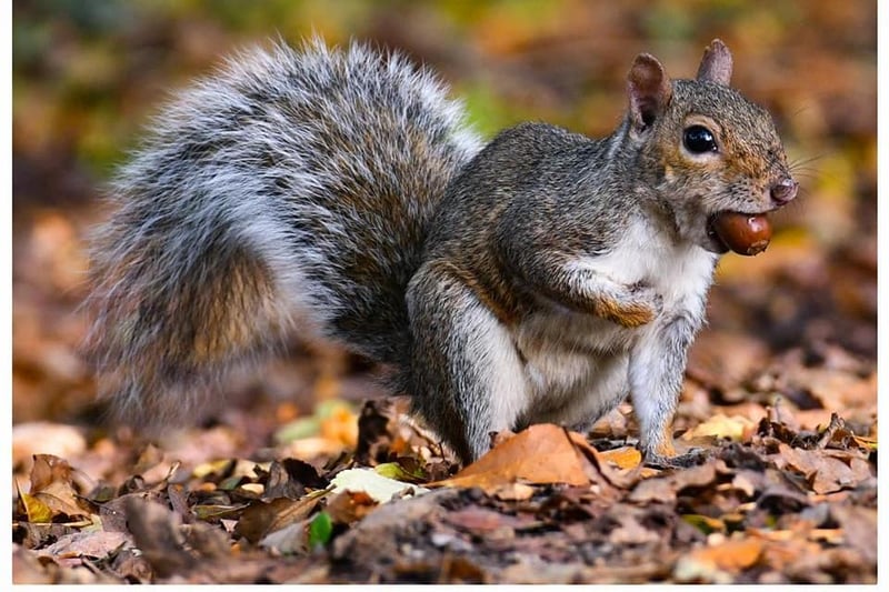 Al West sent in this gorgeous shot of a squirrel.