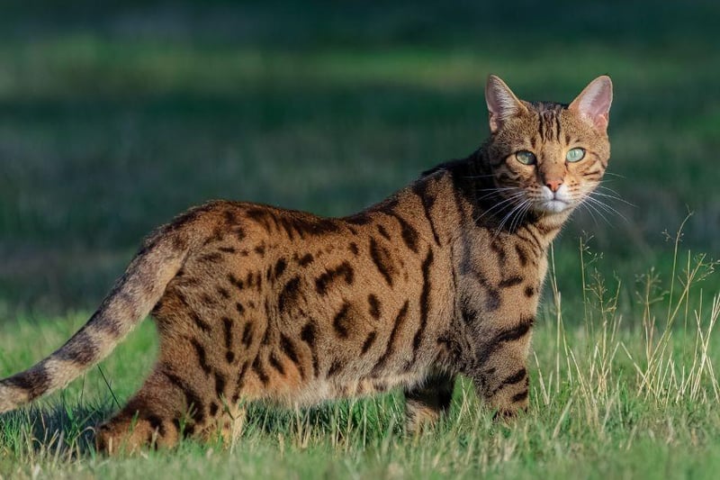 The Bengal cat likes to run, jump and climb so must be given a larger area with which to do so.