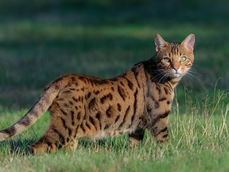 The Bengal cat likes to run, jump and climb so must be given a larger area with which to do so.