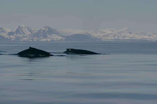 A new study, led by scientists at the University of St Andrews, reveals that whales and dolphins cannot tell the difference between man-made underwater noise such as sonar signals and sounds made by their natural predators. Picture: Lars Kleivane