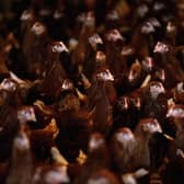 Today's factory farmed chickens are grotesque parodies of the creatures they should be (Picture: Jamie McDonald/Getty Images)