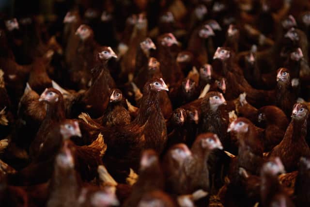 Today's factory farmed chickens are grotesque parodies of the creatures they should be (Picture: Jamie McDonald/Getty Images)