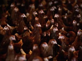Today's factory farmed chickens are grotesque parodies of the creatures they should be (Picture: Jamie McDonald/Getty Images)