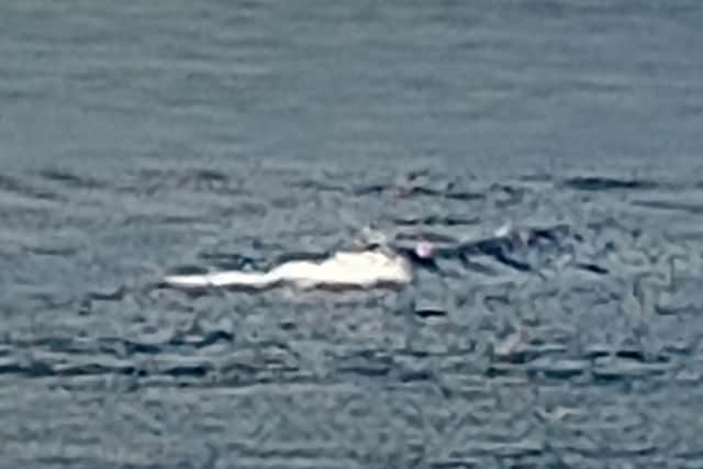 Volunteer monster hunter Evelyn Murphy, aged 11, captured this unidentified object – or creature – in Loch Ness. Could it be Nessie?