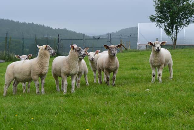 Sheep on Glensaugh Research farm. Sheep farming will remain important as long as society wishes to eat meat and wear woollen clothes