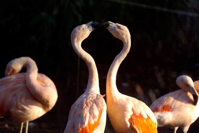 Even animals we prize like the flamingo are being put under pressure by the growing global human population (Picture: Neil Hanna)