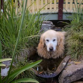 It's important to keep your pet pooch cool during summer.