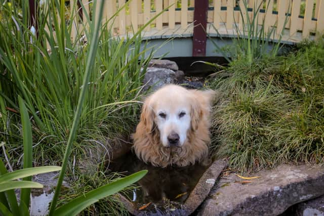 It's important to keep your pet pooch cool during summer.