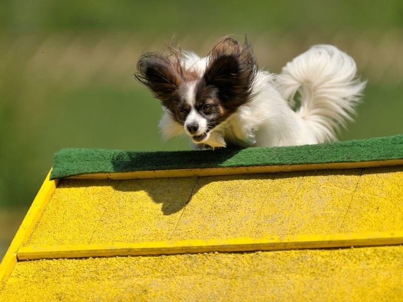 While many see them as traditional lap dogs, few Papillons are happy sitting around all day. They like to be entertained and are full of fun and energy - which can turn into naughty behaviour if left to build up.