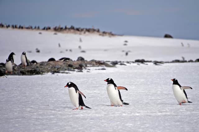 That animals like penguins have evolved to survive the extreme conditions of the Antarctic fills Annie Broadley with wonder (Picture: Johan Ordonez/AFP via Getty Images)