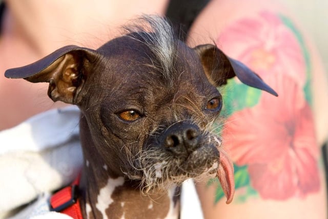 A Japanese Crested dog, Pee Wee Martini is held by its owner Kristin Maszkiewicz at the 2007 World's Ugliest Dog Contest.