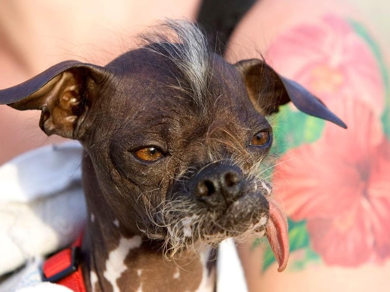 A Japanese Crested dog, Pee Wee Martini is held by its owner Kristin Maszkiewicz at the 2007 World's Ugliest Dog Contest.