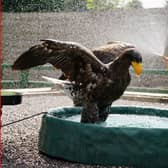 Vraska the steller's sea eagle cooling down in her bath with keeper Johanna McQuade at Blair Drummond Safari and Adventure Park, near Stirling, on the hottest day of the year.  (Andrew Milligan/PA Wire)