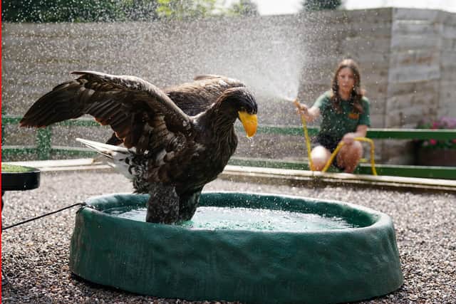 Vraska the steller's sea eagle cooling down in her bath with keeper Johanna McQuade at Blair Drummond Safari and Adventure Park, near Stirling, on the hottest day of the year. (Andrew Milligan/PA Wire)