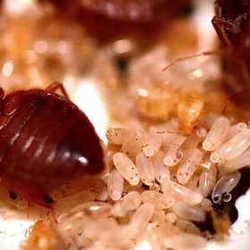 A bed bug infestation can be a serious problem. Picture: Getty Images
