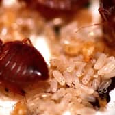 A bed bug infestation can be a serious problem. Picture: Getty Images