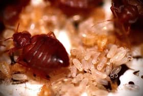 A bed bug infestation can be a serious problem. Picture: Getty Images