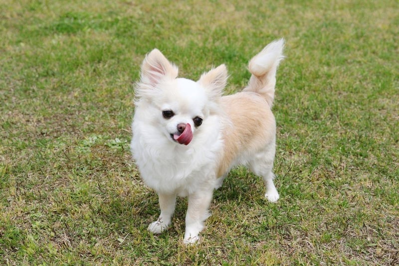 First we're looking at the dog breeds that live the longest. Perhaps surprisingly, small dogs tend to live longer than large dogs - a point proven by the Chihuahua. The tiny breed lives for an average of an impressive 15-20 years.
