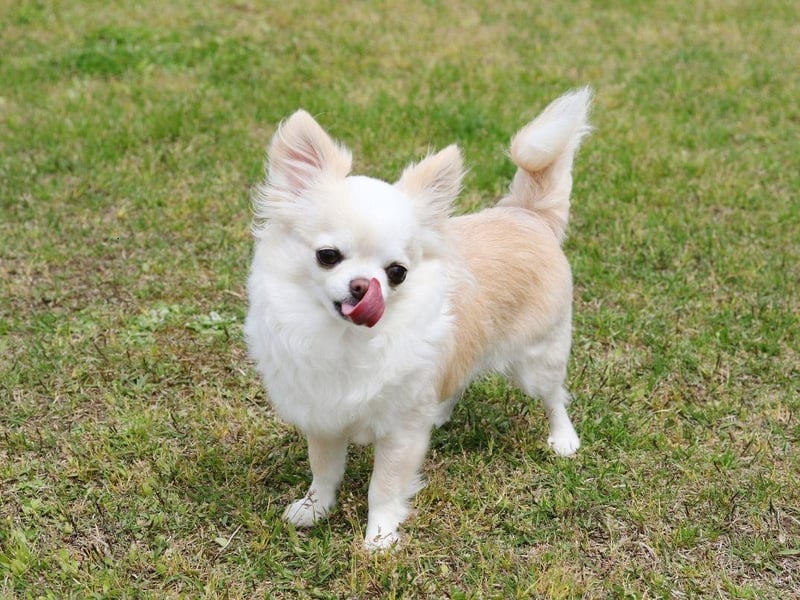 First we're looking at the dog breeds that live the longest. Perhaps surprisingly, small dogs tend to live longer than large dogs - a point proven by the Chihuahua. The tiny breed lives for an average of an impressive 15-20 years.