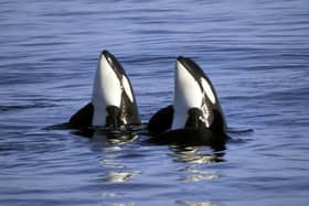 Orca Watch, launched by the charity Sea Watch Foundation in 2012, will take place in the north of Scotland from 25 May to 2 June – with keen-eyed spotters based on land and in boats, logging any dolphins, whales, porpoises and seals they see