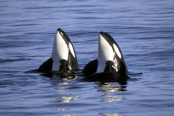 Orca Watch, launched by the charity Sea Watch Foundation in 2012, will take place in the north of Scotland from 25 May to 2 June – with keen-eyed spotters based on land and in boats, logging any dolphins, whales, porpoises and seals they see