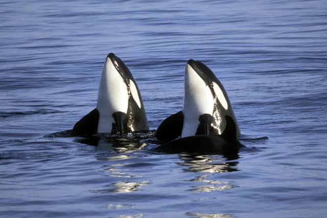 Orca Watch, launched by the charity Sea Watch Foundation in 2012, will take place in the north of Scotland from 25 May to 2 June – with keen-eyed spotters based on land and in boats, logging any dolphins, whales, porpoises and seals they see