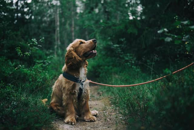 Animal rescue workers will be among those balloted for strike action.