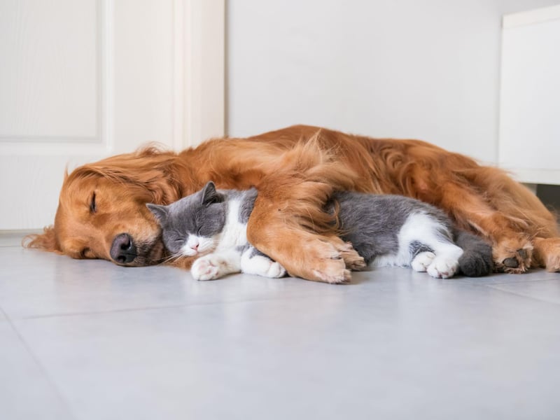 The British Shorthair breed are a very sociable breed that will often not respond with aggression, which enables them as companions that are compatible with dogs.