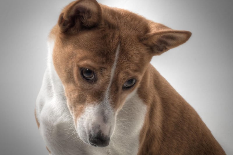 It's fair to say that the Basenji is a very unusual breed of dog. As well as not being particularly affectionate to its owners and completely ignoring strangers, it is also the only dog that doesn't bark - instead making an odd yodelling sound.