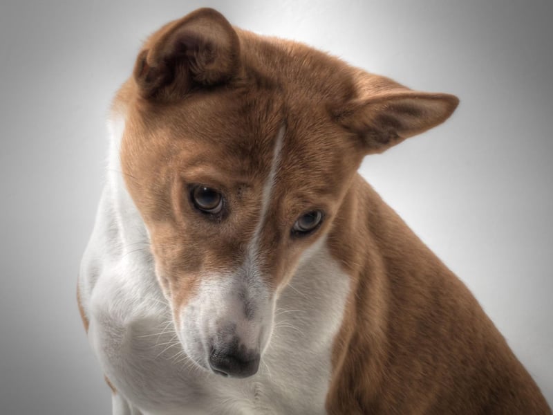 It's fair to say that the Basenji is a very unusual breed of dog. As well as not being particularly affectionate to its owners and completely ignoring strangers, it is also the only dog that doesn't bark - instead making an odd yodelling sound.