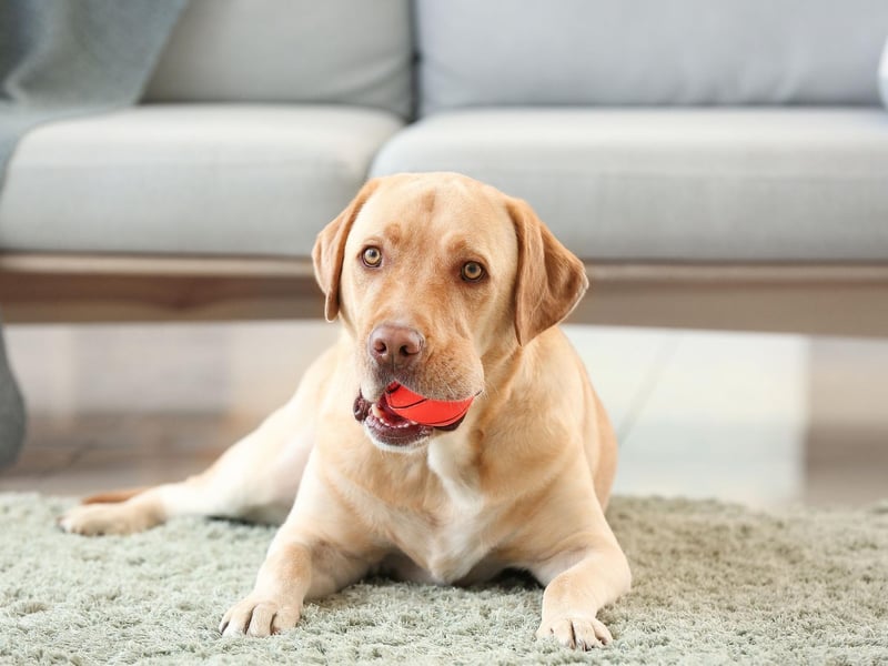 Find local dog friendly stores to ensure your dog need not be left outside or in the car.