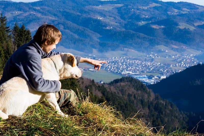 The Labrador Retriever is the most popular family pet in the UK - and for good reason. They are playful, loving and can provide wonderful support for teenagers struggling with their mental health at an often complicated and confusing period of their lives.