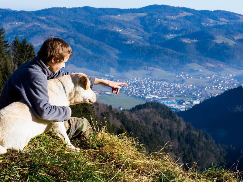 The Labrador Retriever is the most popular family pet in the UK - and for good reason. They are playful, loving and can provide wonderful support for teenagers struggling with their mental health at an often complicated and confusing period of their lives.
