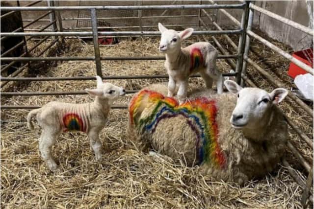 A Hebridean farmer has painted his sheep with messages of support for the NHS