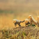 Cute cheetah cubs venture out in the sun in the Masai Mara, Kenya. captured by Paul McDougall on one of his photo tours  - Animal News Agency