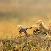 Cute cheetah cubs venture out in the sun in the Masai Mara, Kenya. captured by Paul McDougall on one of his photo tours  - Animal News Agency