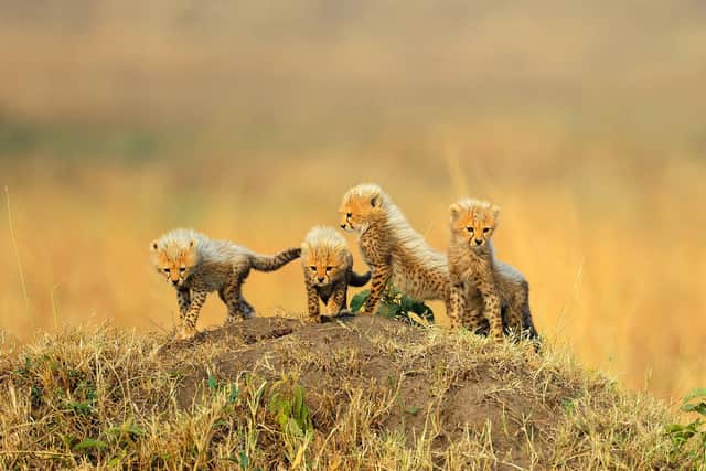 Cute cheetah cubs venture out in the sun in the Masai Mara, Kenya. captured by Paul McDougall on one of his photo tours - Animal News Agency
