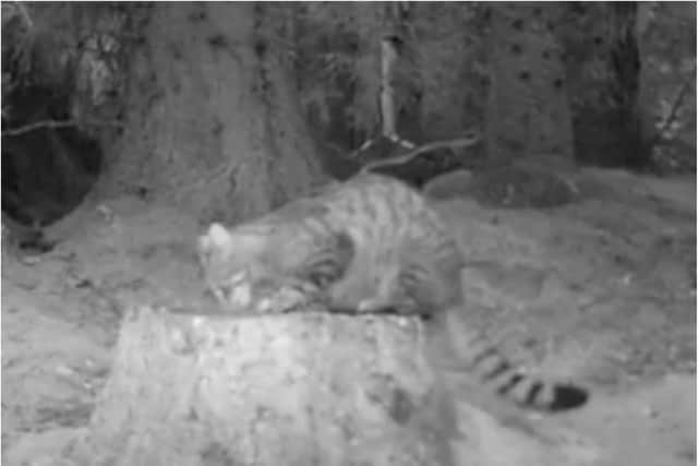 Picture credit: Wildcat Haven