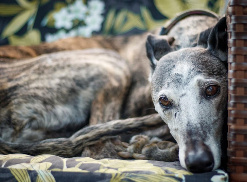Primarily known for their speed, when Greyhounds aren't racing around the park they are lazy and cuddly couch potatoes with a gentle and affectionate nature that make them wonderful therapy dogs.