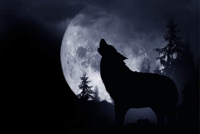 The 'Wolf Moon' is called as such as it refers to times when howling wolves would make their presence known outside of human settlements at this time.