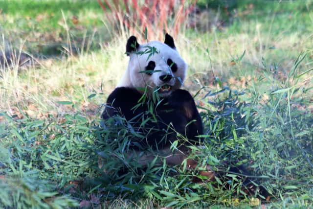 Edinburgh Zoo: Giant pandas to stay at Edinburgh Zoo for another two years