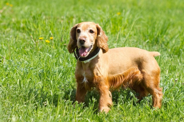 Another dog traditionally used for hunting, the Cocker Spaniel has been bred to hear prey before the prey hears them.