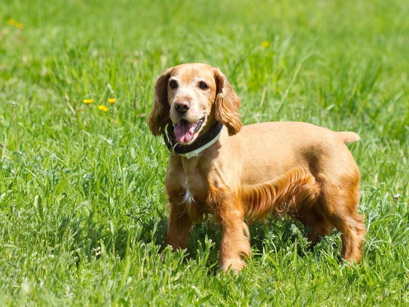 Another dog traditionally used for hunting, the Cocker Spaniel has been bred to hear prey before the prey hears them.