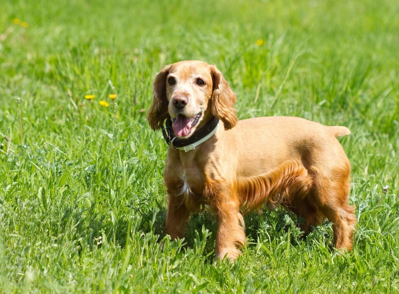 Dogs Who Hear Everything: Here are the 10 breeds of adorable dog with the best  sense of hearing - including the loving Labrador 🐕 | The Scotsman