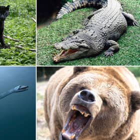 Some strange animal sightings in Scotland are more credible than others.
