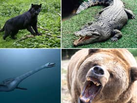 Some strange animal sightings in Scotland are more credible than others.